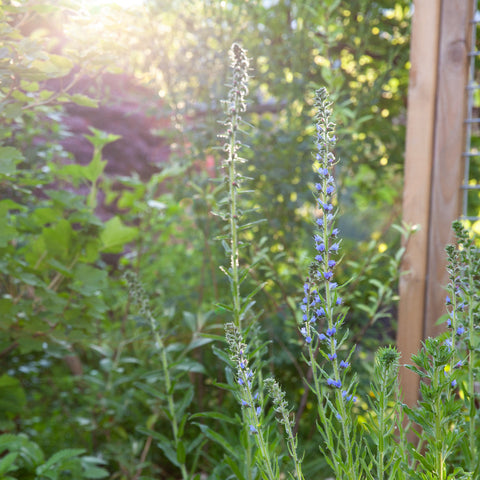 Hitte! Zo verzorg je je tuinplanten