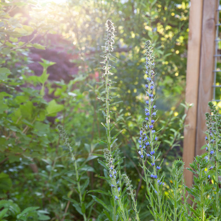 Hitte! Zo verzorg je je tuinplanten