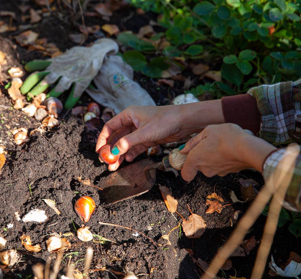 Hoe weet je waar je bloembollen plant?