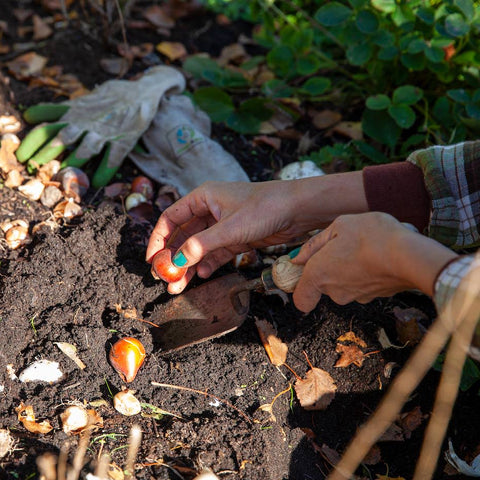 Hoe weet je waar je bloembollen plant?