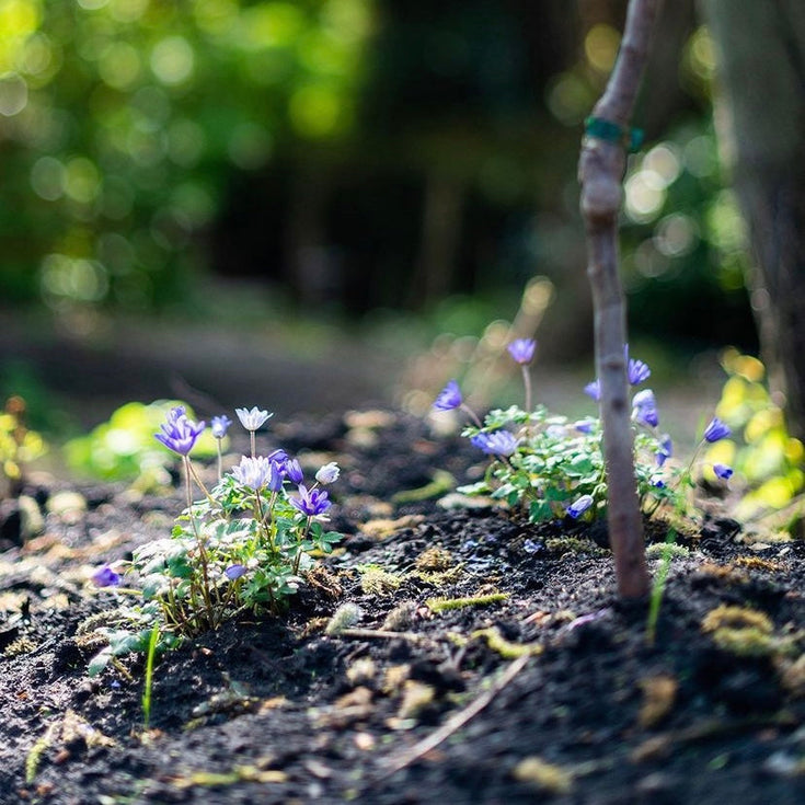 Hoe ontwerp je een tuin? Deel 2: planten kiezen