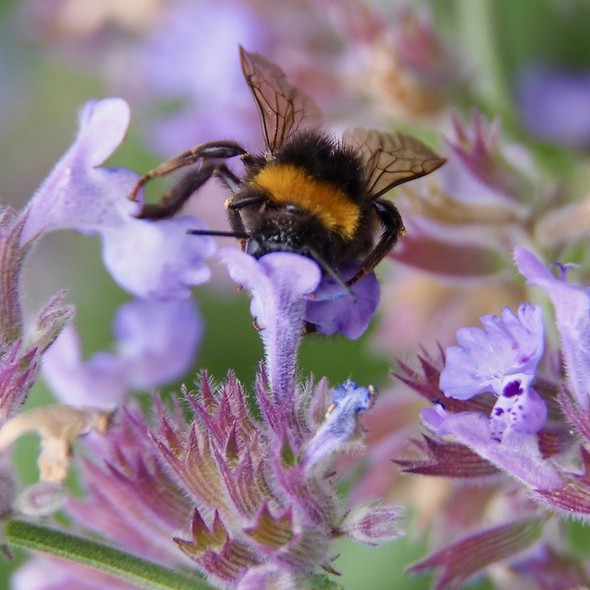 Hoelang blijven pesticiden zitten op tuinplanten?