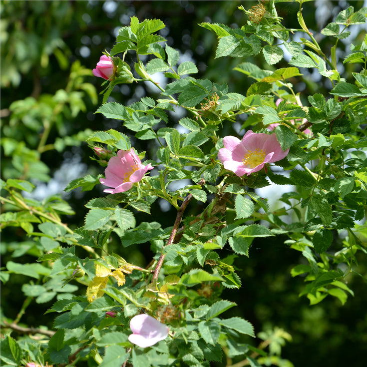 Verzorging Hondsroos