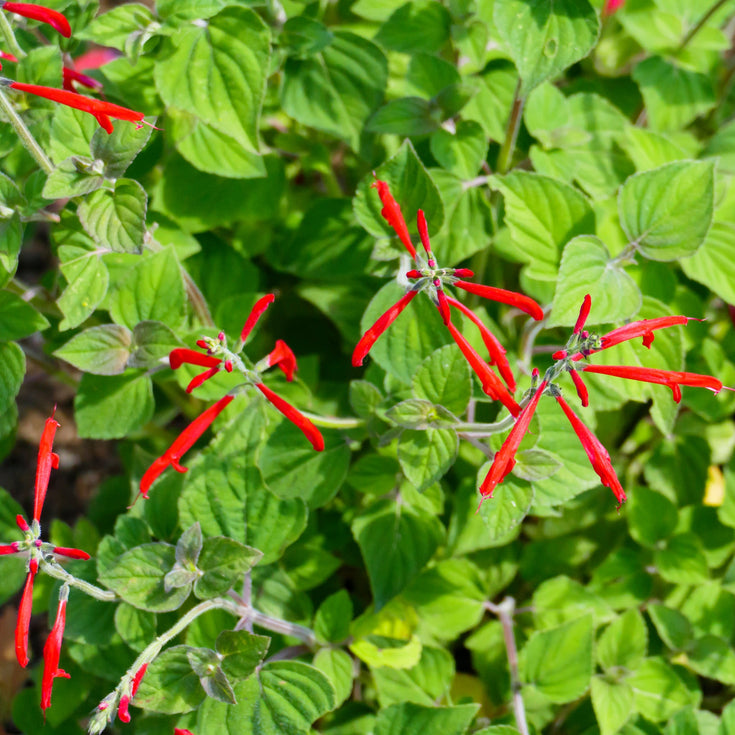 Verzorging Honingmeloensalie