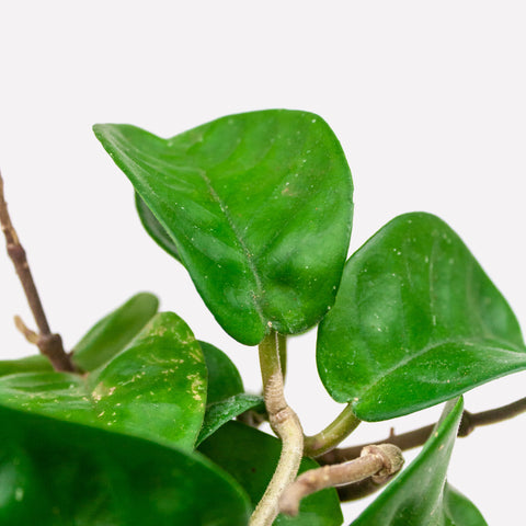 Verzorging Hoya Carnosa