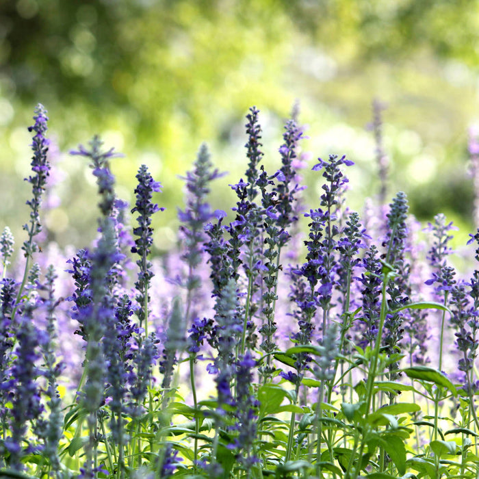 Verzorging Hyssop