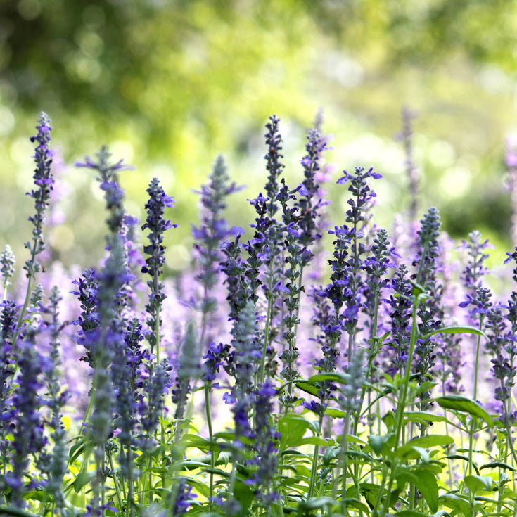 Verzorging Hyssop