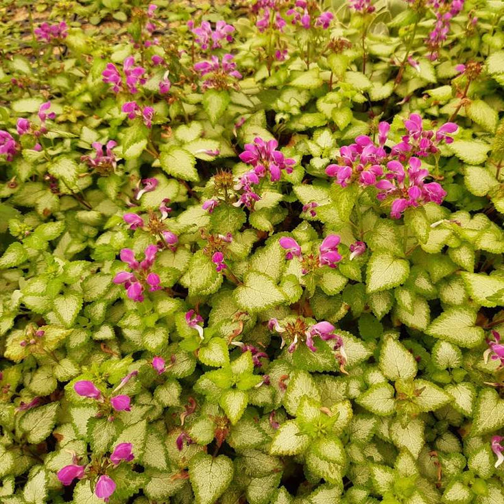 Verzorging Gevlekte Dovenetel