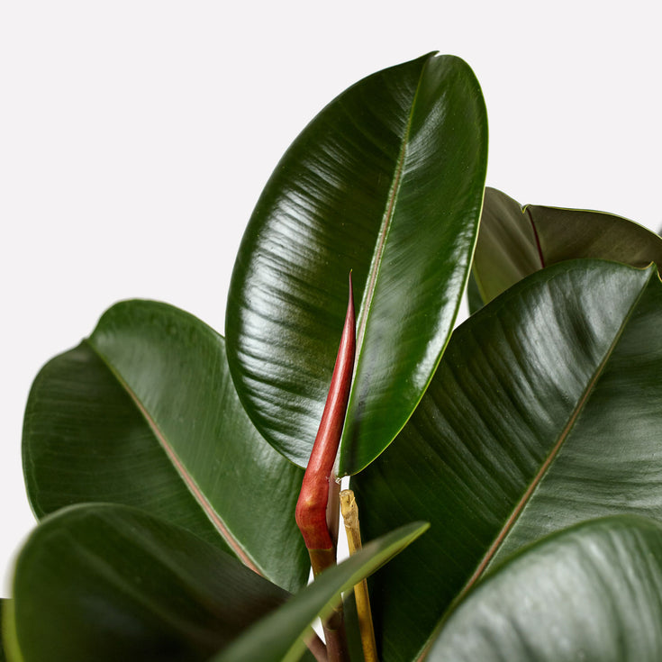 Verzorging Ficus / Rubberplant
