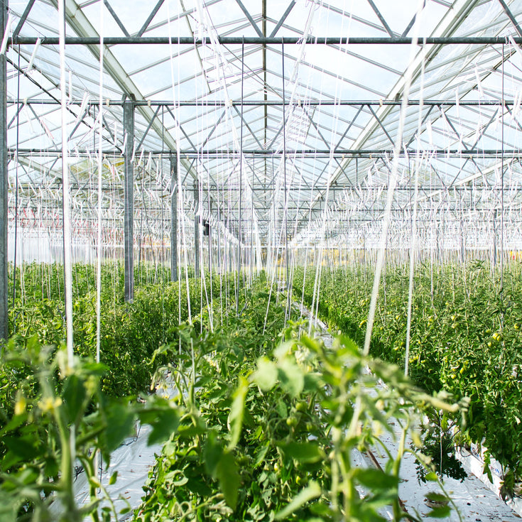 Glastuinbouw ontvangt subsidie op fossiel. Hoe kan dat anders?