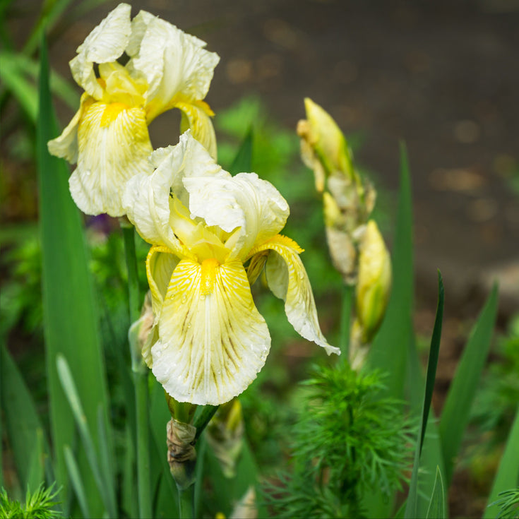 Verzorging  Iris Sangreal