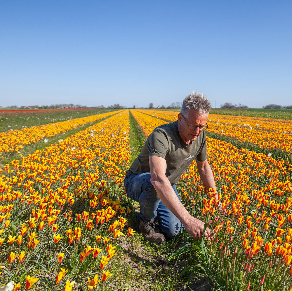 Zo pioniert biologische bollenboer John Huiberts