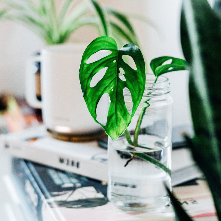 Monstera Monkey Mask stekken? Zo doe je dat!