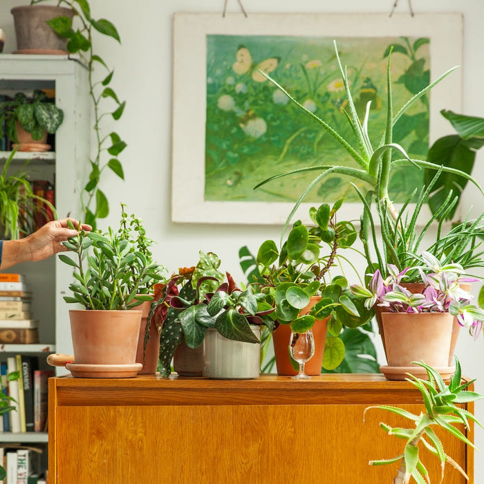 Biologische kamerplanten kopen, waar doe je dat?