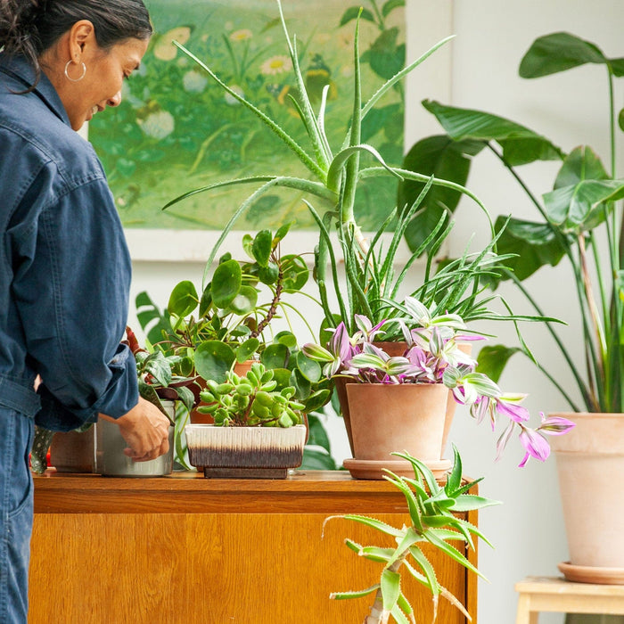 Biologische kamerplanten. Waarom zijn ze zeldzaam? En waarom belangrijk?