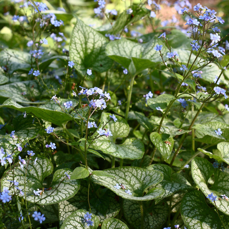 Verzorging Kaukasische vergeet-me-niet Alexander's Great