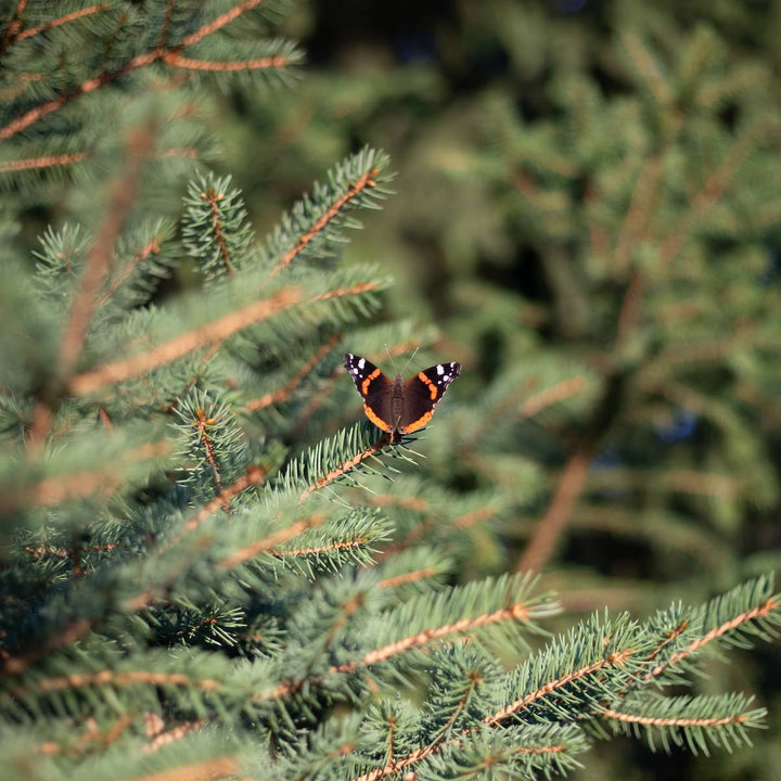 Hoe schadelijk is een kerstboom?