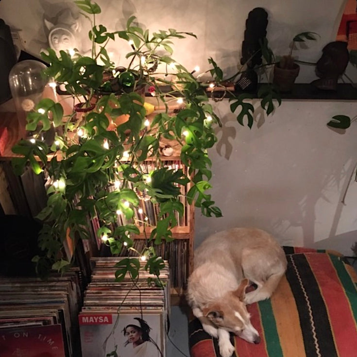 Wie is de winnaar van Sprinklr's kerstplantwedstrijd 2020?