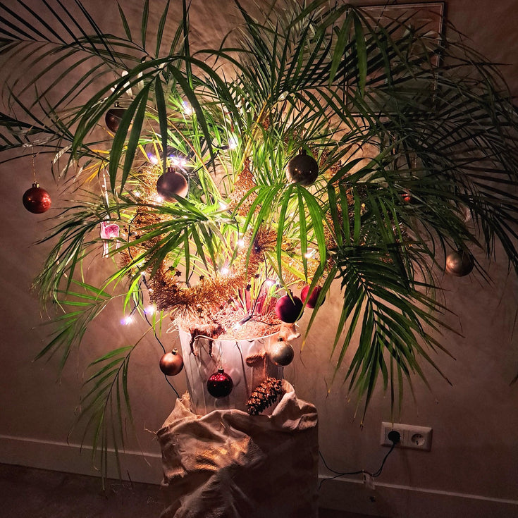 Wie heeft de mooiste Kerstplant? Jubileum-editie!