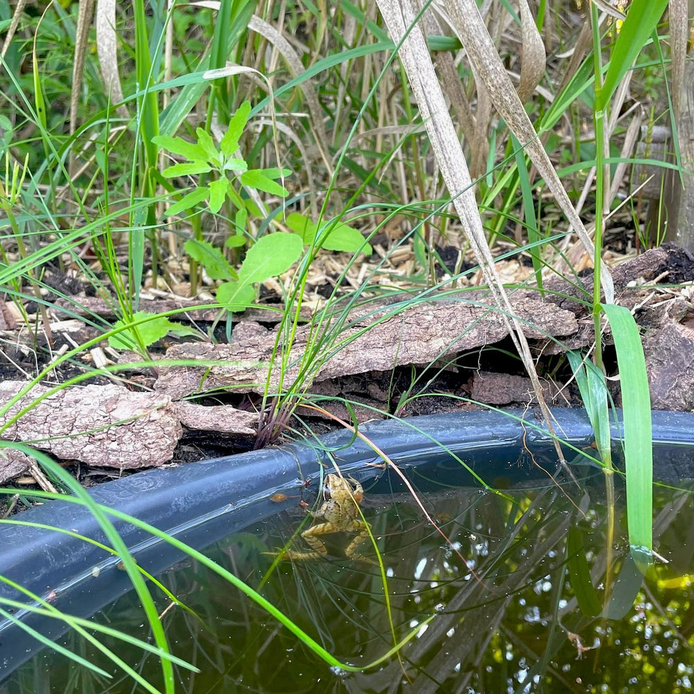 Boost de biodiversiteit in je tuin: leg microklimaatjes aan