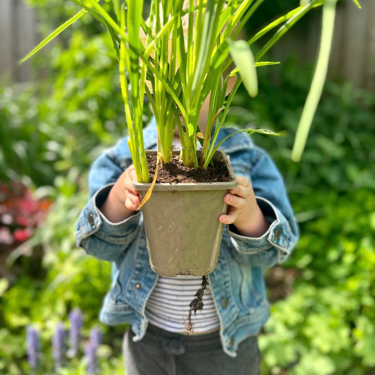 Op avontuur in de tuin met kinderen, dit zijn de leukste planten!