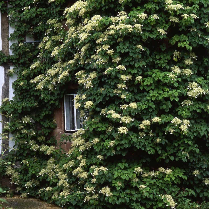 Verzorging Klimhortensia