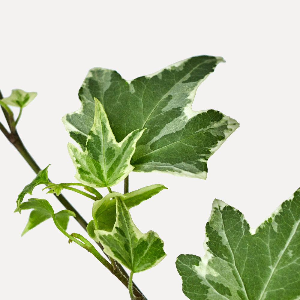 Verzorging Hedera