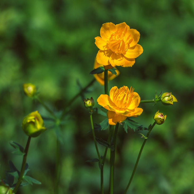 Verzorging Kogelboterbloem