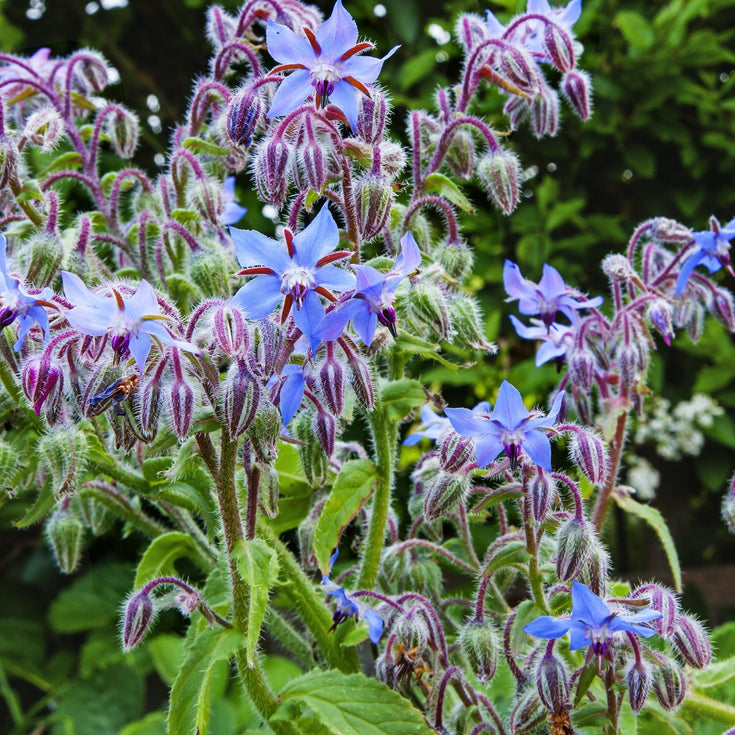 Verzorging Komkommerkruid