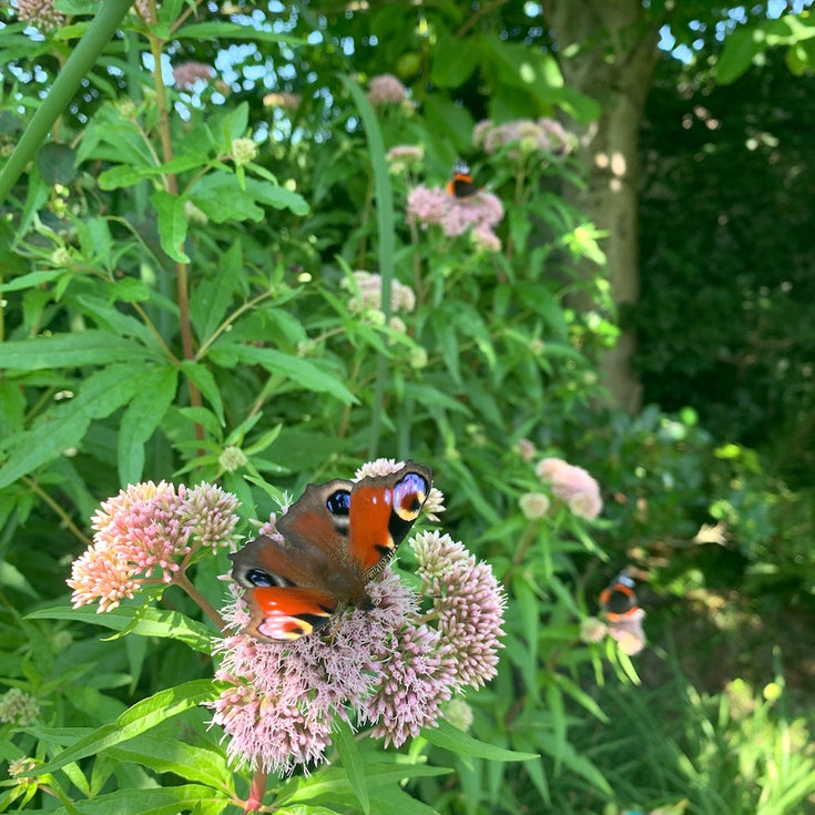 Tuinieren voor vlinders? Vijf tips!