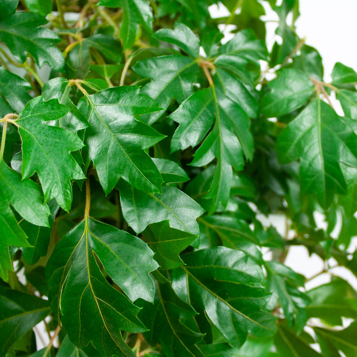 Verzorging Koningswingerd