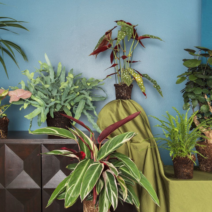 Verzorging pakket Kamerplanten Koraal