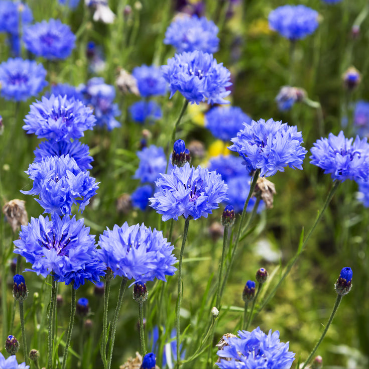 Verzorging Korenbloem