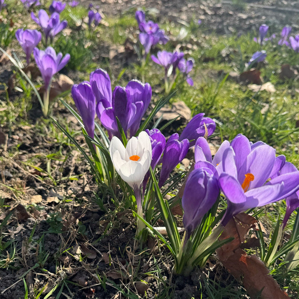 Verzorging Krokus