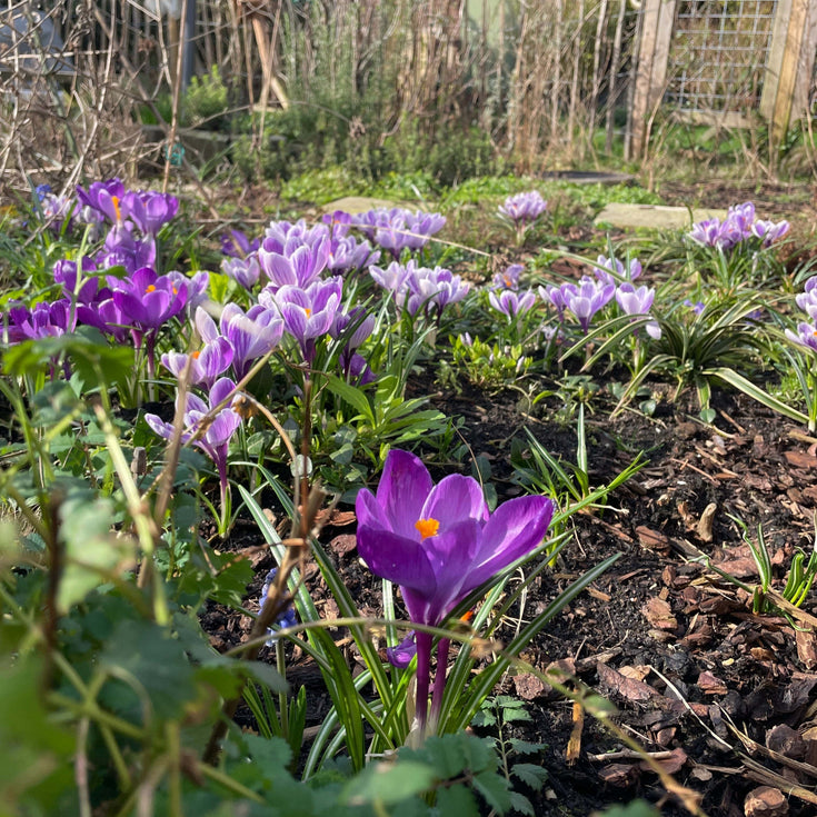 Wat zijn verwilderingsbollen en hoe werken ze?