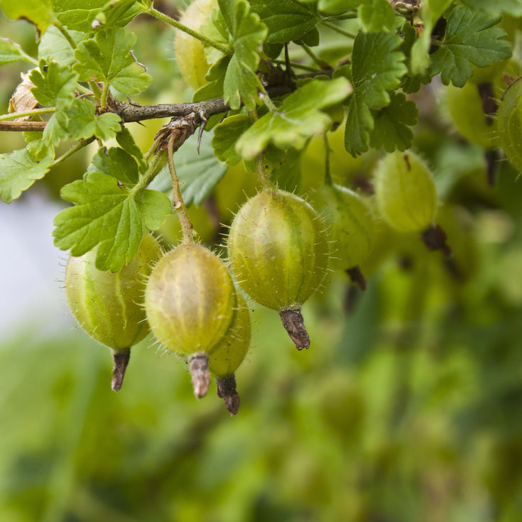 Verzorging Groene Kruisbes