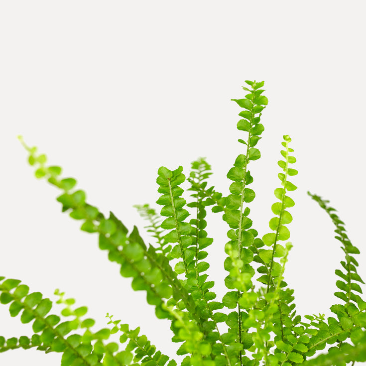 Verzorging Krulvaren