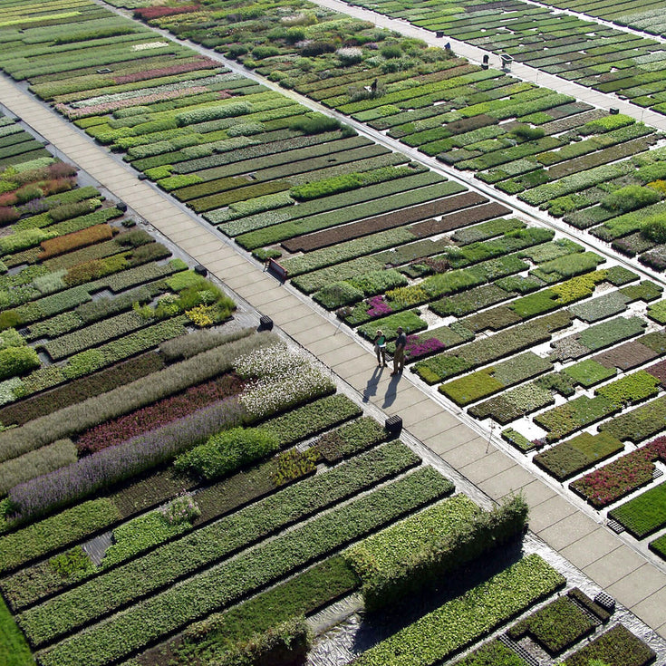 Meer kwekers! Waarom het belangrijk is om het ecosysteem van bio-handel te versterken