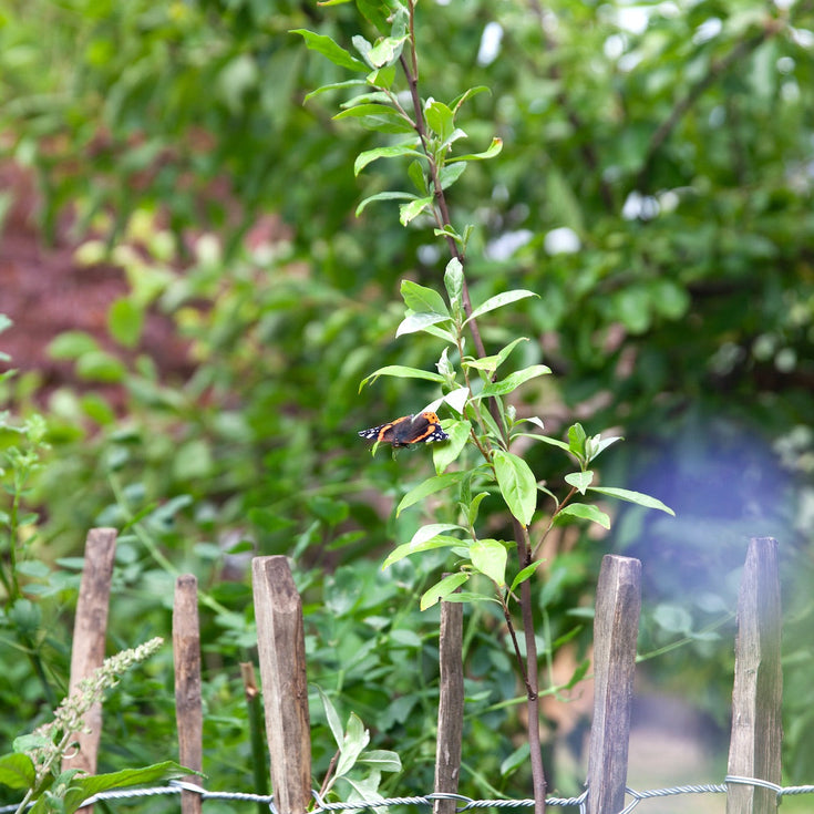 Een heester of boom in je tuin? We helpen je kiezen!