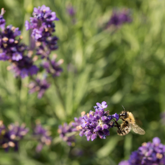 Verzorging Lavendel