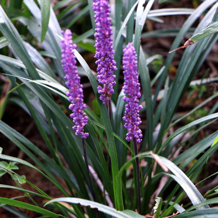 Verzorging Leliegras Big Blue