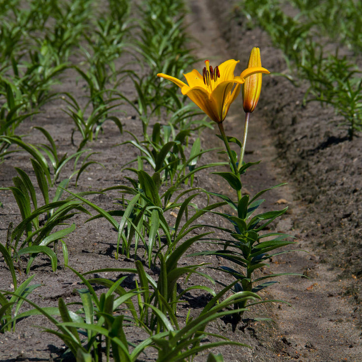 Rechter verbiedt bollenteler pesticiden te spuiten voor lelieteelt