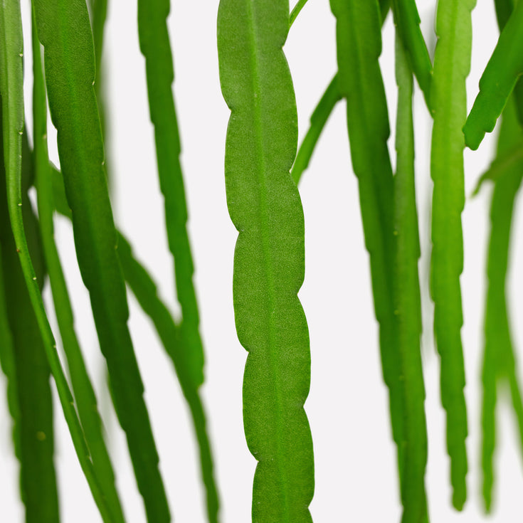 Verzorging Lepismium Bolivianum