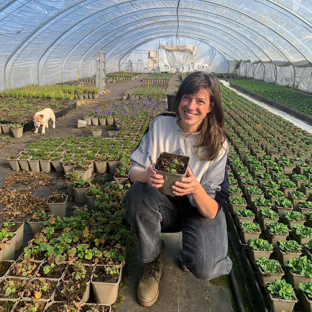 Waarom de tuinplanten van Kwekerij Verhoeven zo goed zijn!