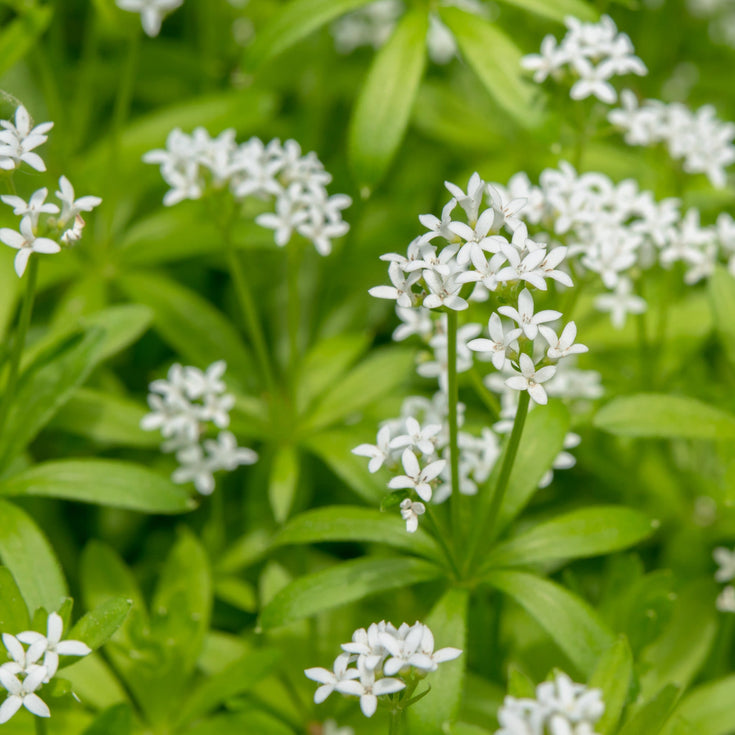 Verzorging Lievevrouwebedstro