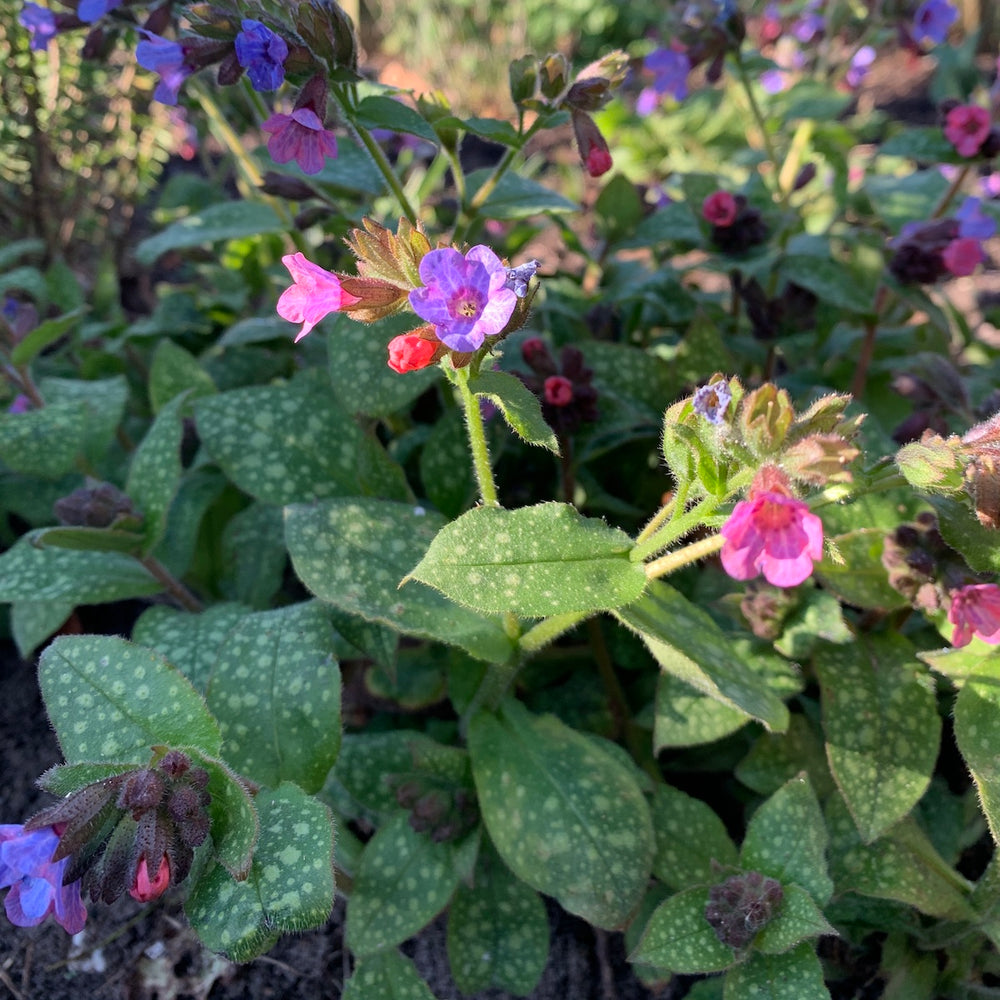 Schaduwtuin? Plant vroege bloei in het najaar
