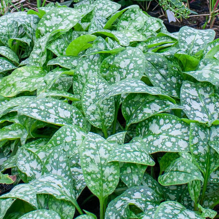 Verzorging Longkruid