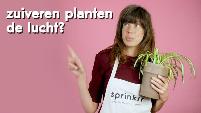 Luchtzuiverende planten: feit of fictie?