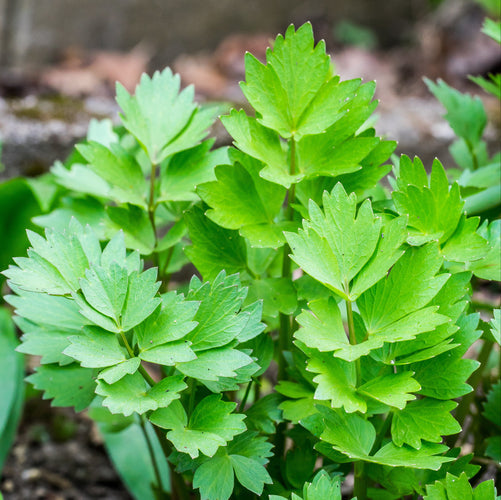 Verzorging Maggiplant