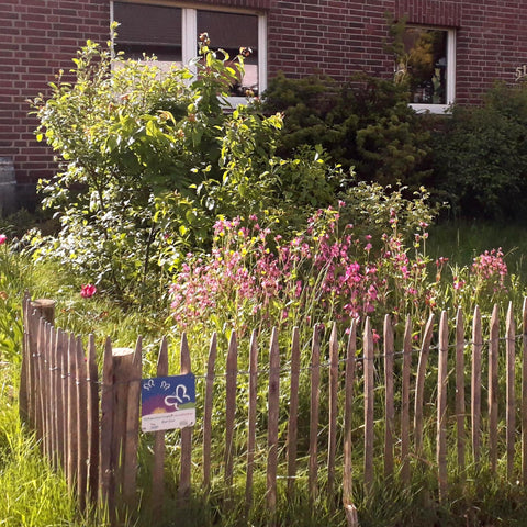 Een Tuiny Forest werkt aanstekelijk!